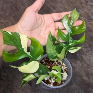 Variegated Rhaphidophora Tetrasperma Albo Live Plant - Mini Monstera Houseplant - Image 4