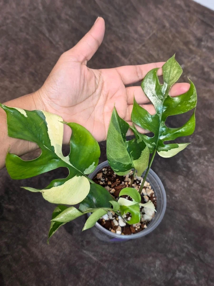 Variegated Rhaphidophora Tetrasperma Albo Live Plant - Mini Monstera Houseplant - Image 4