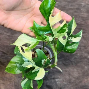 Variegated Rhaphidophora Tetrasperma Albo Live Plant - Mini Monstera Houseplant - Image 4