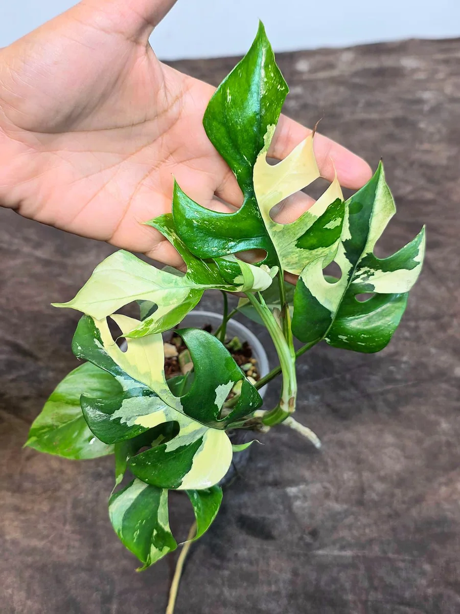 Variegated Rhaphidophora Tetrasperma Albo Live Plant - Mini Monstera Houseplant - Image 4