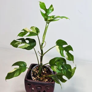 Variegated Rhaphidophora Tetrasperma Albo Live Plant - Mini Monstera - Indoor - Image 4