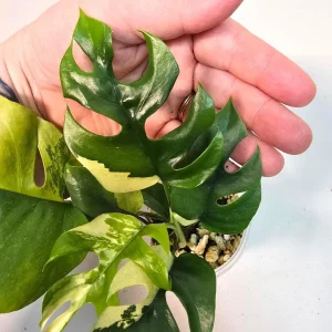 Variegated Rhaphidophora Tetrasperma Albo Live Plant – Mini Monstera Potted Houseplant - Image 4