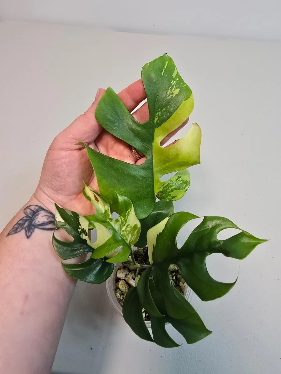 Variegated Rhaphidophora Tetrasperma Albo Live Plant - Mini Monstera Houseplant - Image 4