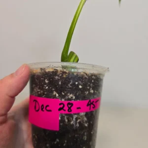 Variegated Rhaphidophora Tetrasperma Albo Live Plant - Mini Monstera Rare Indoor - Image 4