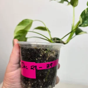 Variegated Rhaphidophora Tetrasperma Albo Live Plant - Mini Monstera Houseplant - Image 4