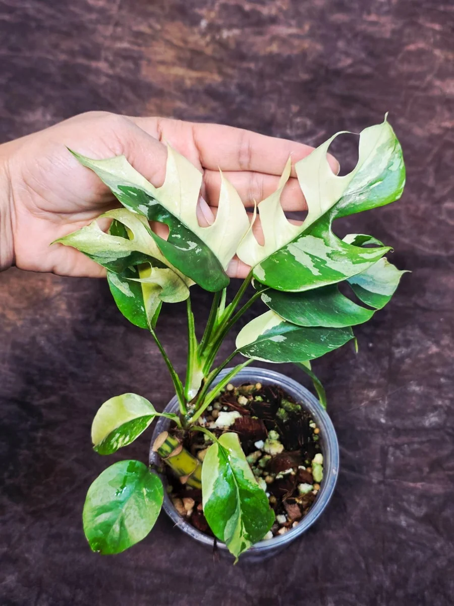 Variegated Rhaphidophora Tetrasperma Albo Live Plant - Mini Monstera Houseplant - Image 4