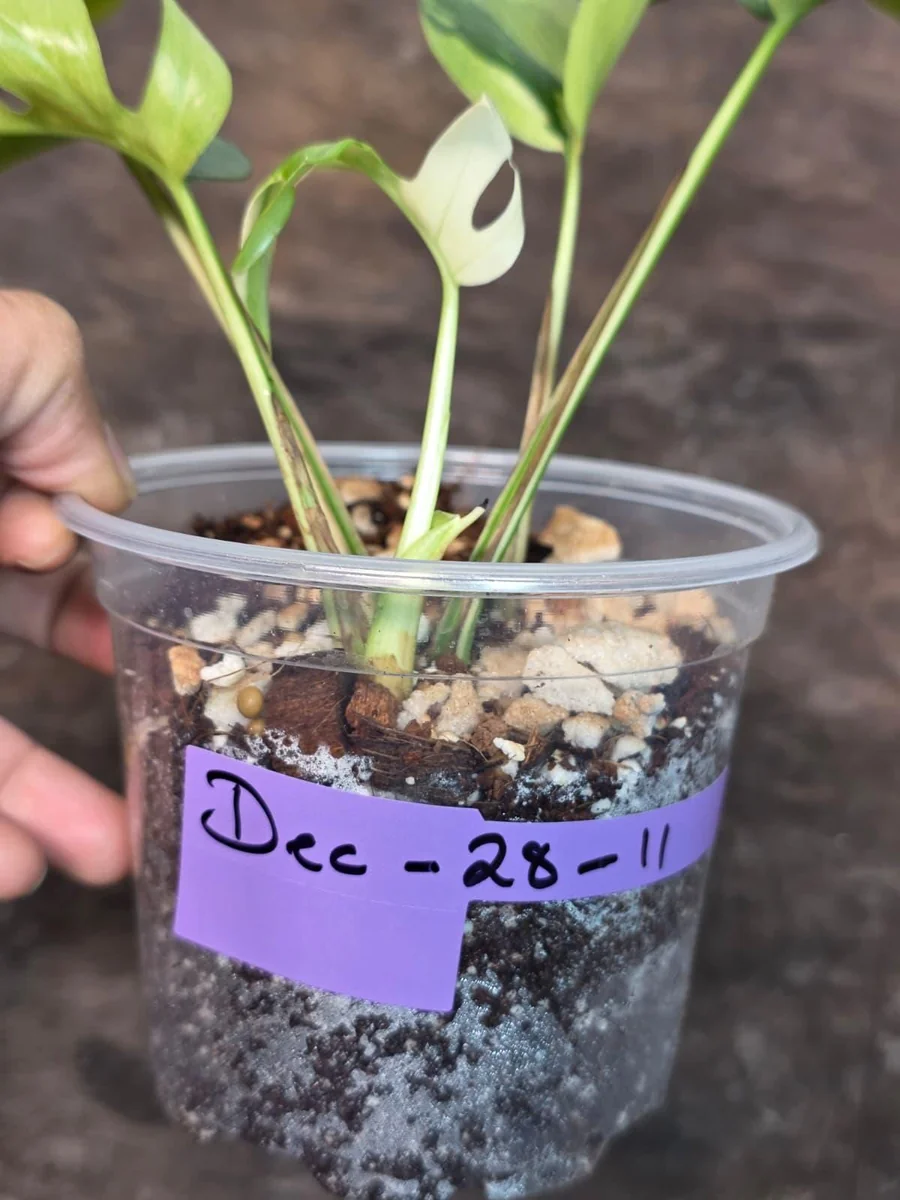 Variegated Rhaphidophora Tetrasperma Albo Live Plant - Mini Monstera Houseplant - Image 5