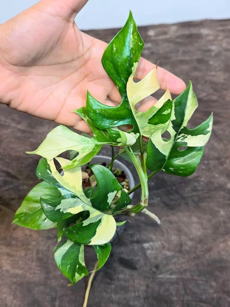 Variegated Rhaphidophora Tetrasperma Albo Live Plant - Rare Mini Monstera