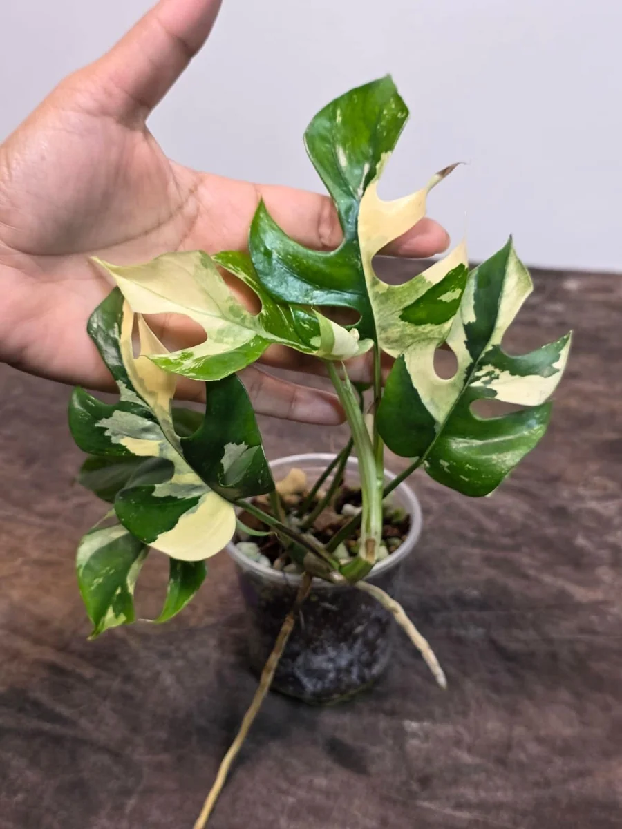 Variegated Rhaphidophora Tetrasperma Albo Live Plant - Mini Monstera Houseplant - Image 5