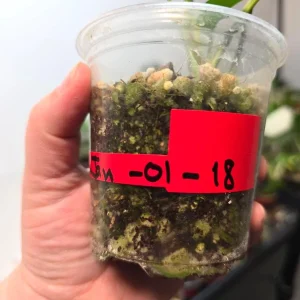 Variegated Rhaphidophora Tetrasperma Albo Live Plant – Mini Monstera Potted Houseplant - Image 5