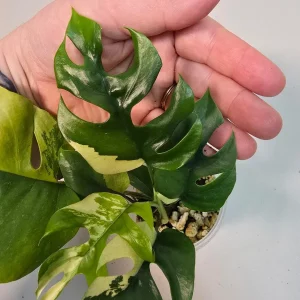 Variegated Rhaphidophora Tetrasperma Albo Live Plant - Mini Monstera Houseplant - Image 5