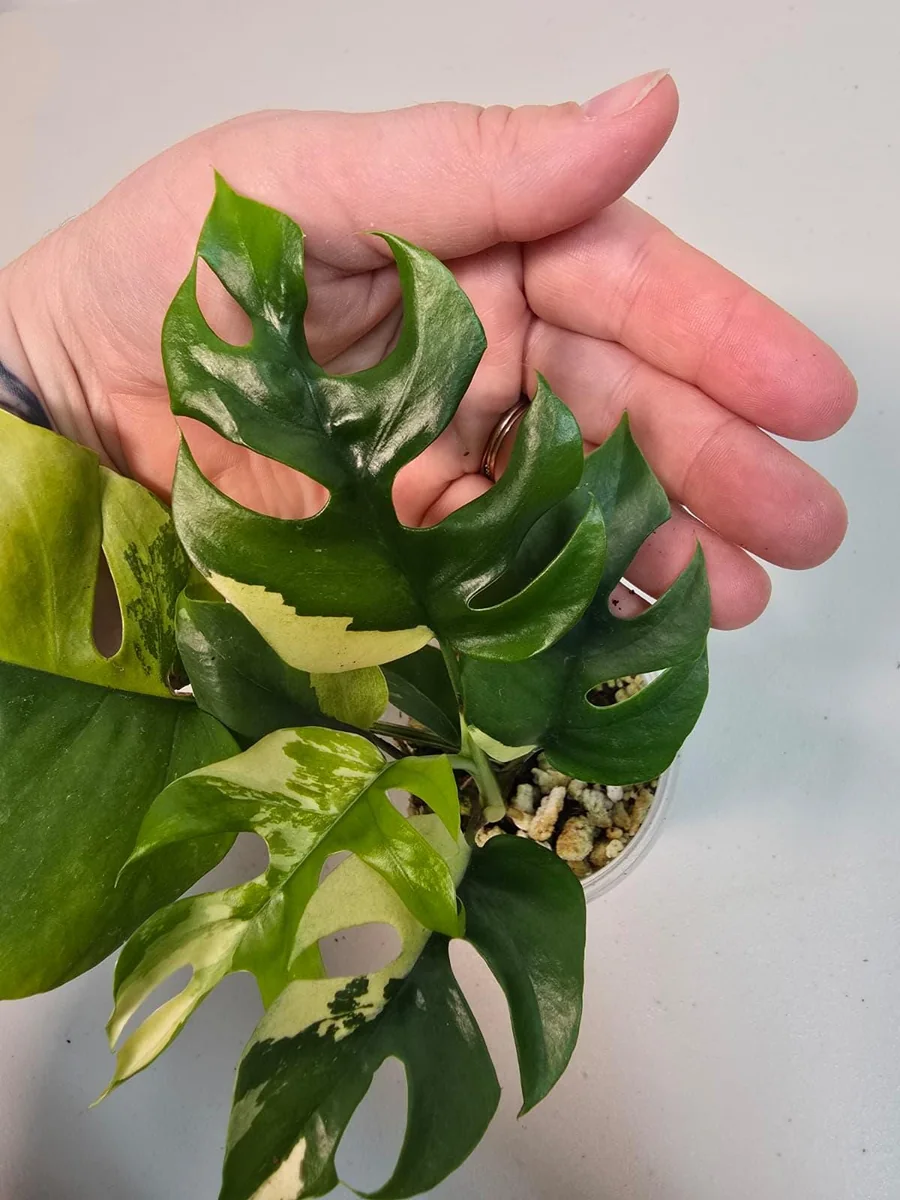 Variegated Rhaphidophora Tetrasperma Albo Live Plant - Mini Monstera Houseplant - Image 5