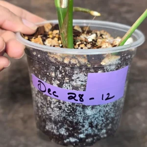 Variegated Rhaphidophora Tetrasperma Albo Live Plant - Mini Monstera - Indoor Houseplant - Image 5