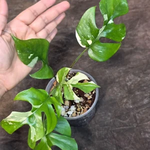 Variegated Rhaphidophora Tetrasperma Albo Live Plant – Mini Monstera Potted Houseplant - Image 5