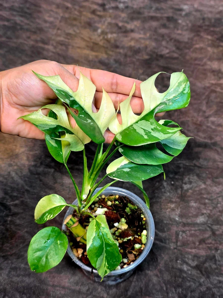 Variegated Rhaphidophora Tetrasperma Albo Live Plant - Mini Monstera Houseplant - Image 5