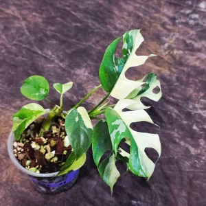 Variegated Rhaphidophora Tetrasperma Albo Live Plant - Mini Monstera Houseplant - Image 6