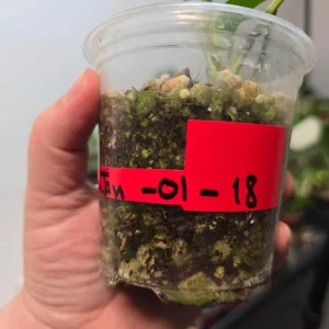 Variegated Rhaphidophora Tetrasperma Albo Live Plant - Mini Monstera Houseplant - Image 6