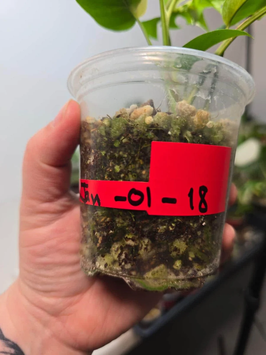 Variegated Rhaphidophora Tetrasperma Albo Live Plant - Mini Monstera Houseplant - Image 6