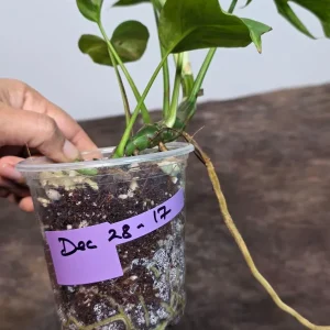 Variegated Rhaphidophora Tetrasperma Albo Live Plant - Mini Monstera Houseplant - Image 6