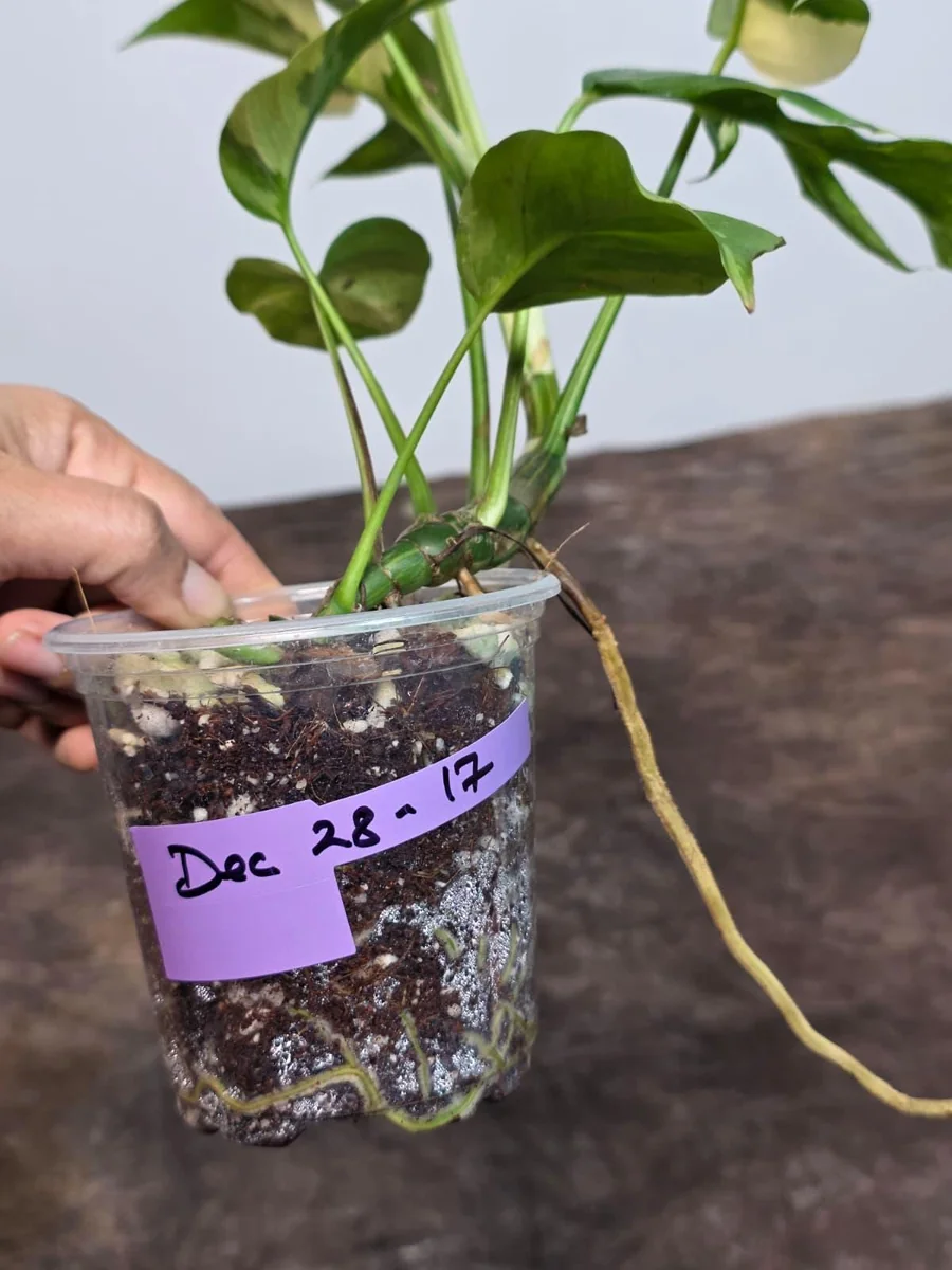 Variegated Rhaphidophora Tetrasperma Albo Live Plant - Mini Monstera Houseplant - Image 6