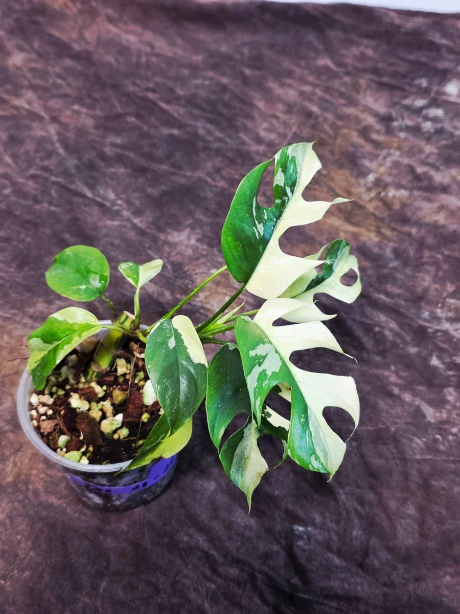 Variegated Rhaphidophora Tetrasperma Albo Live Plant - Mini Monstera Houseplant - Image 6