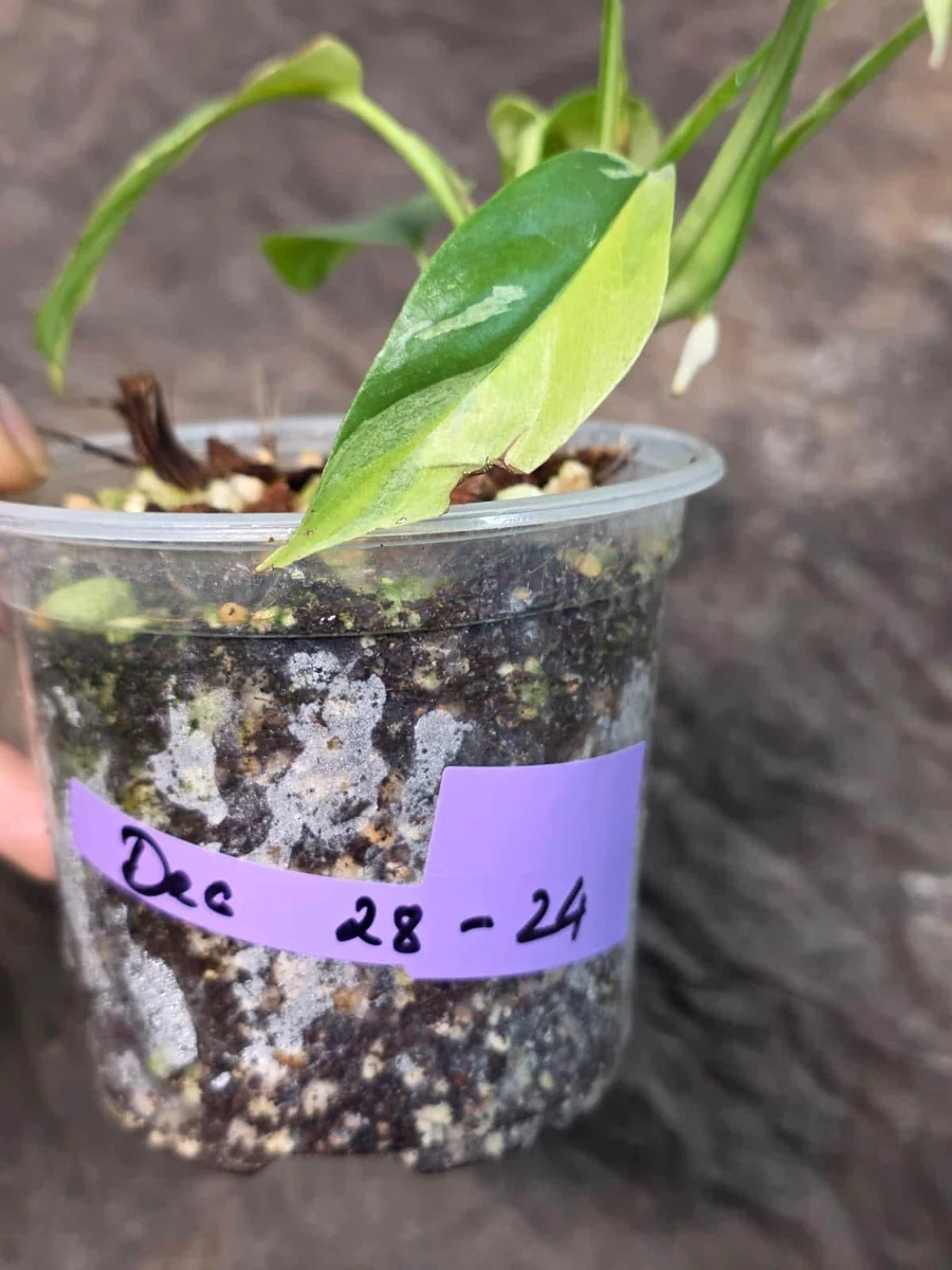 Variegated Rhaphidophora Tetrasperma Albo Live Plant - Mini Monstera Houseplant - Image 7