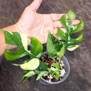 Variegated Rhaphidophora Tetrasperma Albo Live Plant - Mini Monstera - Indoor - Image 1