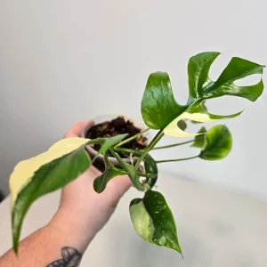 Variegated Rhaphidophora Tetrasperma Live Plant - Exact Plant - Indoor Houseplant - Image 2