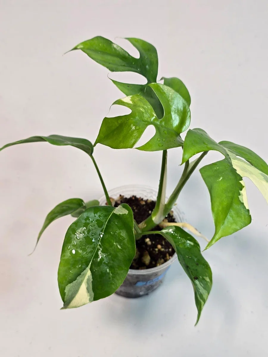 Variegated Rhaphidophora Tetrasperma Live Plant - Rare Collector Houseplant - Image 2