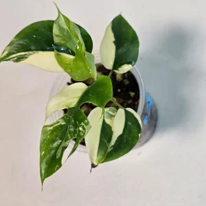 Variegated Rhaphidophora Tetrasperma Live Plant - Rare Houseplant Collector Gift - Image 3