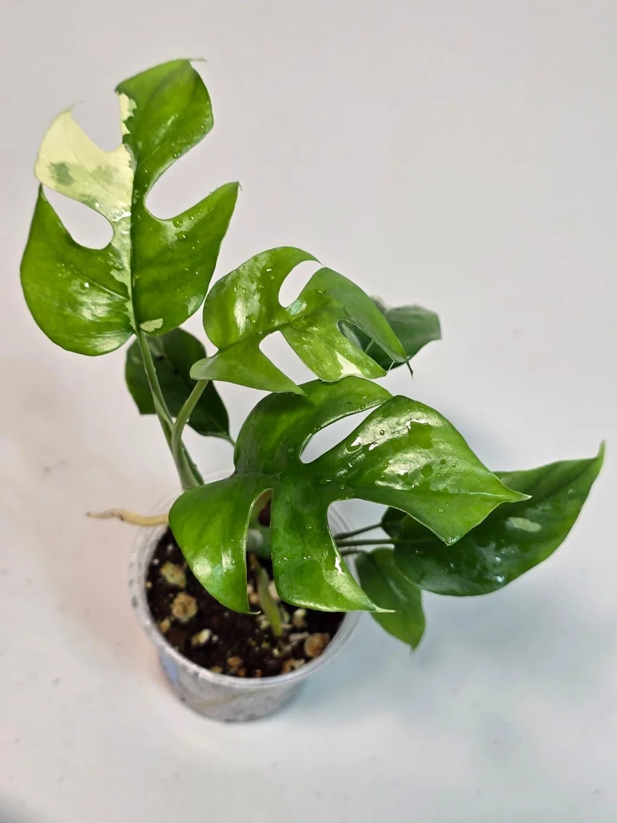 Variegated Rhaphidophora Tetrasperma Live Plant - Rare Collector Houseplant - Image 3