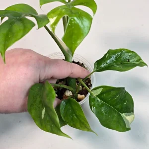 Variegated Rhaphidophora Tetrasperma Live Plant - Rare Collector Houseplant - Image 4