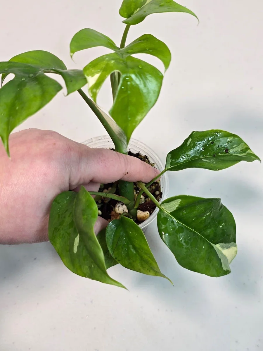 Variegated Rhaphidophora Tetrasperma Live Plant - Rare Collector Houseplant - Image 4