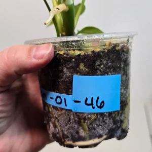 Variegated Rhaphidophora Tetrasperma Live Plant - Rare Collector Houseplant - Image 5