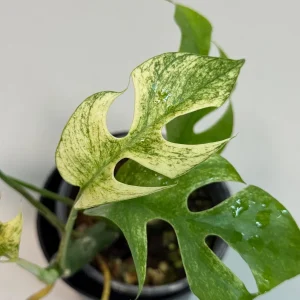 Variegated Rhaphidophora Tetrasperma Live Plant - White Monster Aroid - Image 2