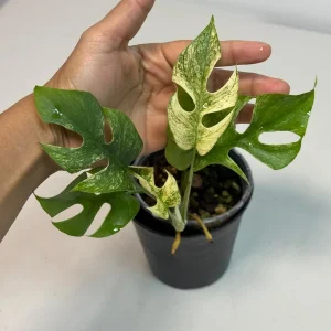 Variegated Rhaphidophora Tetrasperma Live Plant - White Monster Aroid - Image 3