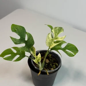 Variegated Rhaphidophora Tetrasperma Live Plant - White Monster Aroid - Image 4