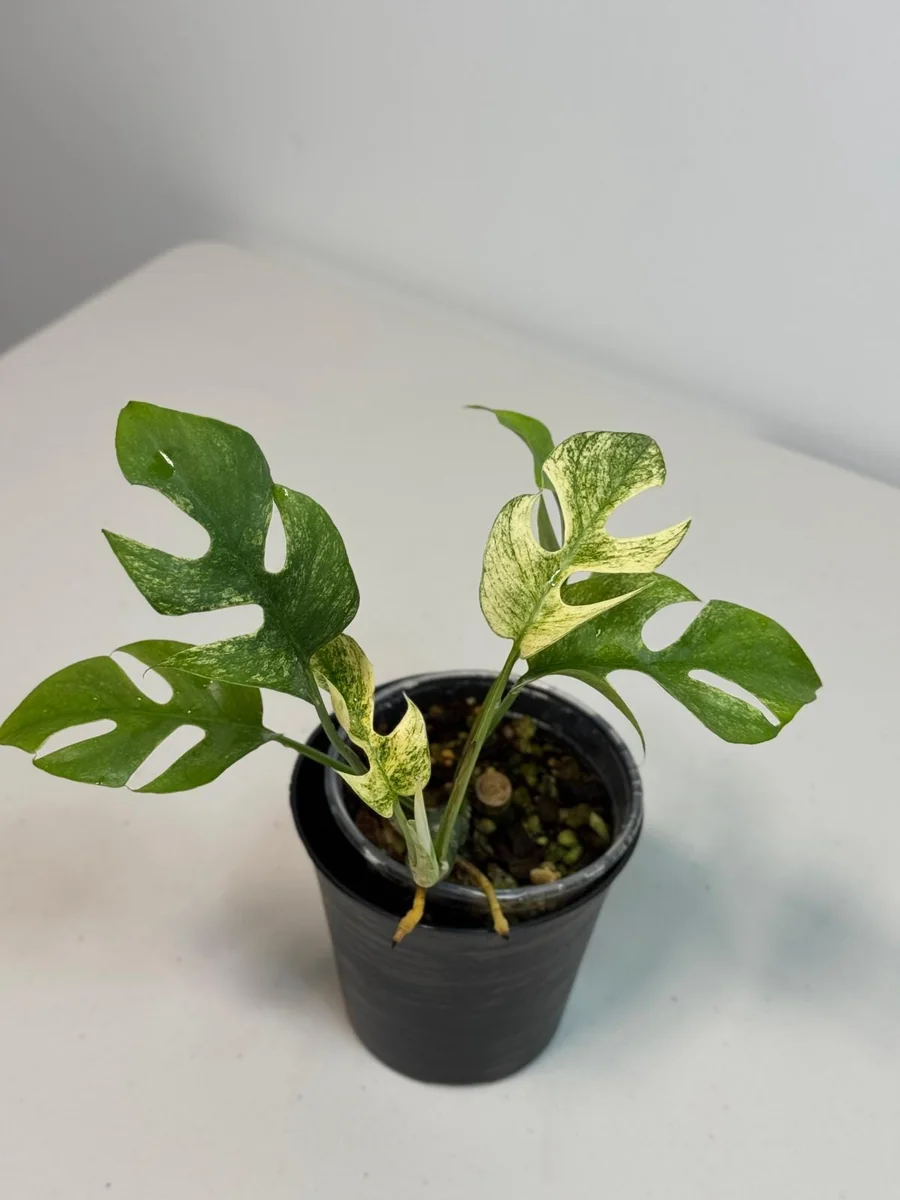 Variegated Rhaphidophora Tetrasperma Live Plant - White Monster Aroid - Image 4