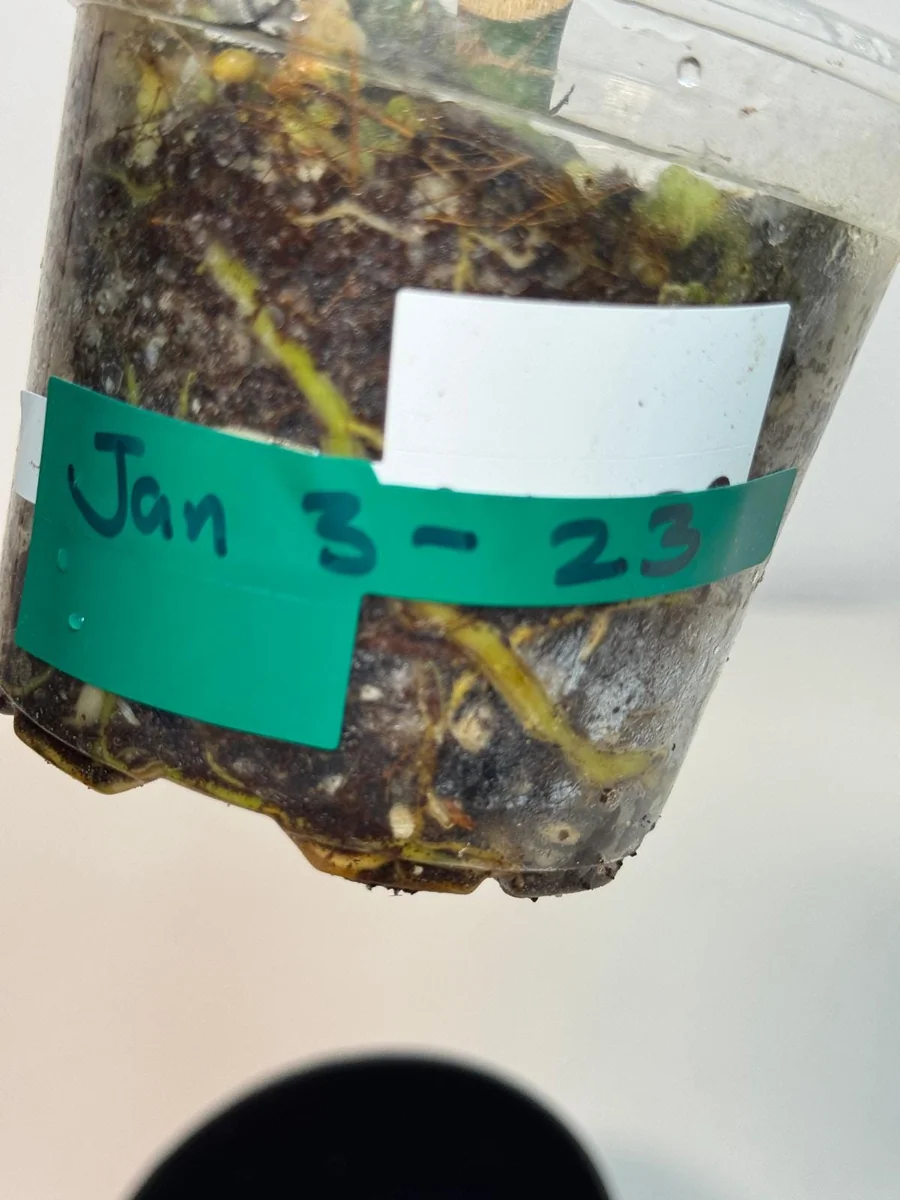 Variegated Rhaphidophora Tetrasperma Live Plant - White Monster Aroid - Image 6