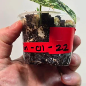 Variegated Scindapsus Mayari Live Plant – Rare Indoor Houseplant - Image 3