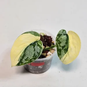 Variegated Scindapsus Mayari Live Plant – Rare Pothos – Indoor Houseplant - Image 2