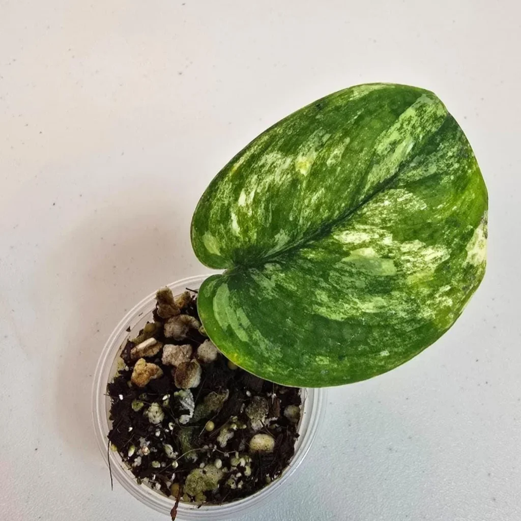 Scindapsus Variated Variegated Scindapsus Pictus 'Jade Satin' Live Plant for Indoors