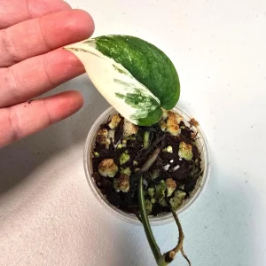 Variegated Scindapsus Pictus 'Jade Satin' Live Plant - Potted Houseplant - Image 1