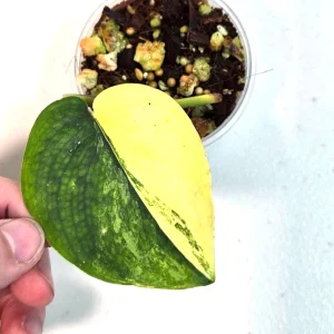 Variegated Scindapsus Pictus Jade Satin Live Plant - Rare Houseplant - Image 1