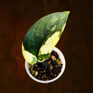Variegated Scindapsus Pictus 'Jade Satin' Live Plant - Potted Houseplant - Image 1