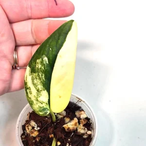 Variegated Scindapsus Pictus 'Jade Satin' Live Plant – Potted Houseplant - Image 1