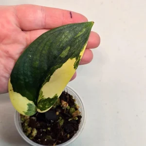 Variegated Scindapsus Pictus 'Jade Satin' Live Plant - Potted Houseplant - Image 1