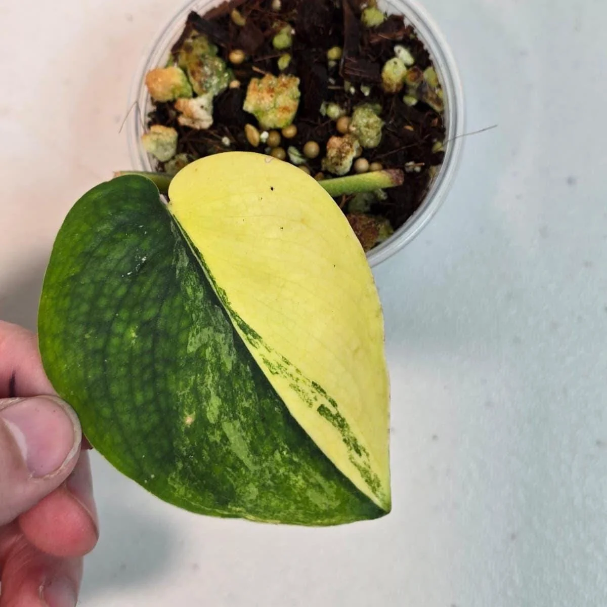 Variegated Scindapsus Pictus Jade Satin Live Plant - Collector's Aroid - Image 1