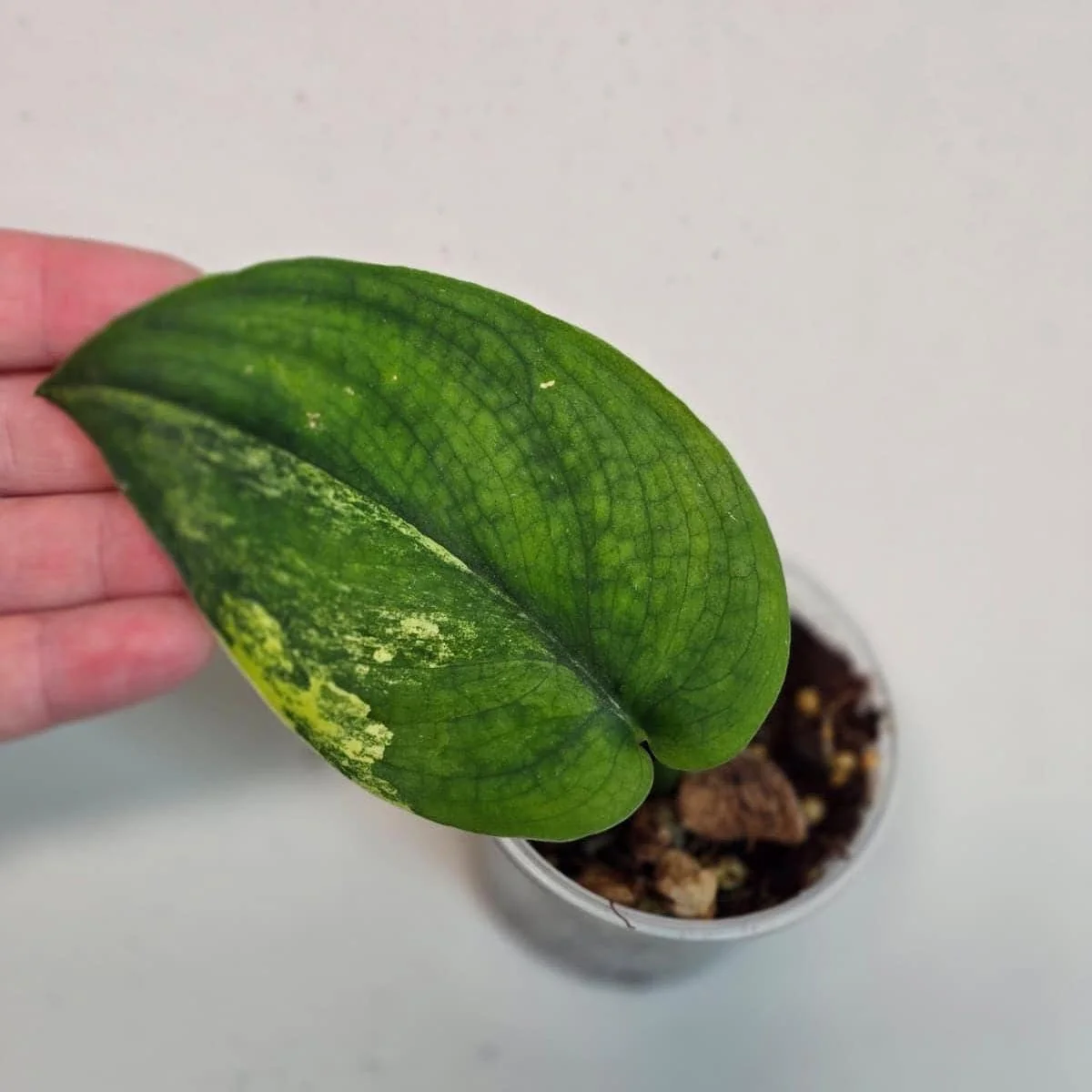 Variegated Scindapsus Pictus 'Jade Satin' Live Plant - Potted Houseplant - Image 1