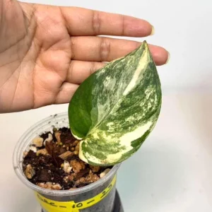 Variegated Scindapsus Pictus Jade Satin Live Plant - Rare Collector Houseplant - Image 1